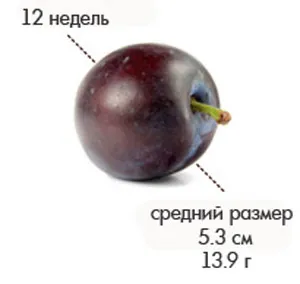 вагітність 11 12 тижнів