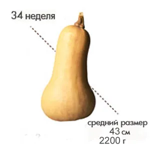 34 тиждень вагітності який це місяць