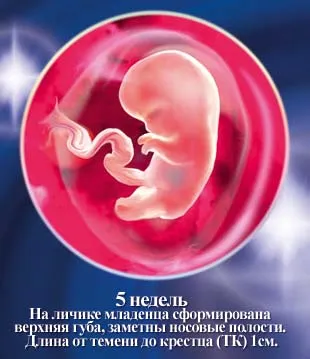 1 5 тиждень вагітності