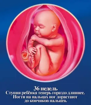 1 5 тиждень вагітності