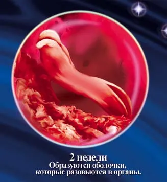 1 5 тиждень вагітності