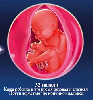 1 5 тиждень вагітності