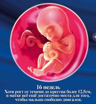 1 5 тиждень вагітності