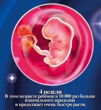 1 5 тиждень вагітності