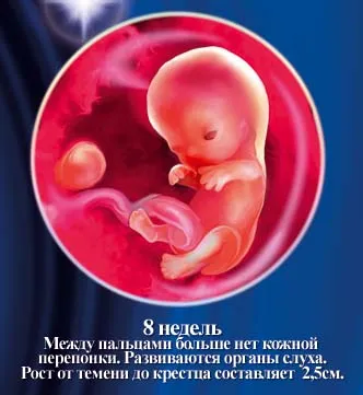 1 5 тиждень вагітності
