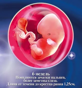 1 5 тиждень вагітності