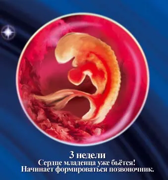 1 5 тиждень вагітності