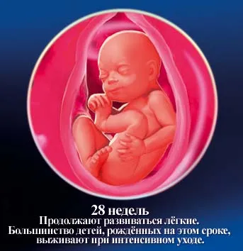 1 5 тиждень вагітності