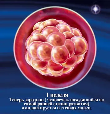 1 5 тиждень вагітності