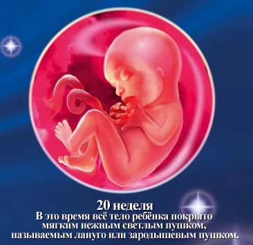 1 5 тиждень вагітності
