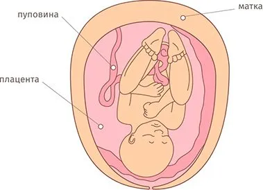 термін вагітності 28 тижнів