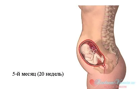 вагітність по місяцях