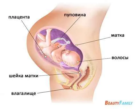 34 тиждень вагітності узі