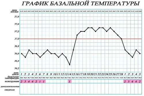 базальна температура при вагітності до затримки
