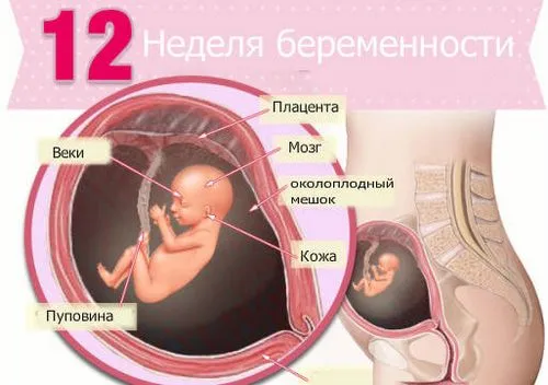вагітність 12 тижнів ознаки