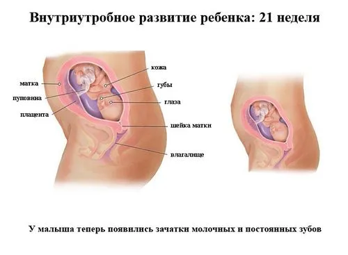 21 тиждень вагітності
