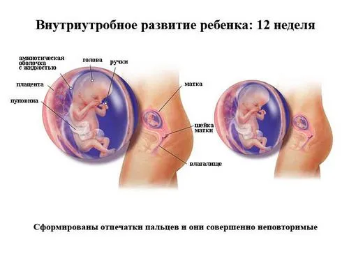 вагітність 12 тижнів ознаки
