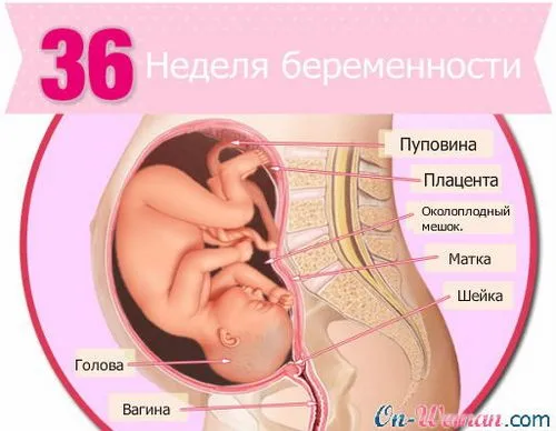 вагітність 36 тижнів виділення