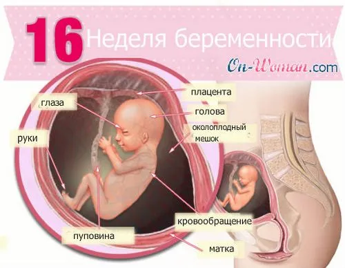 16 тиждень вагітності розмір дитини