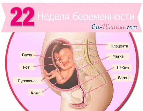 вагітність 22 тижні фото
