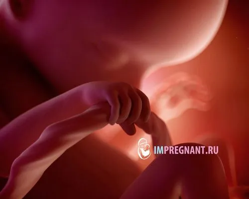 18 тижнів вагітності фото плода