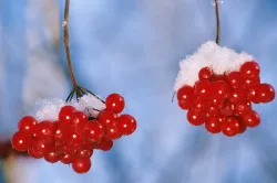 пронос у вагітних