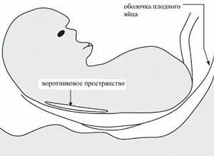 МПЦ, узі, впр, КБС, комбінований біохімічний скринінг, вагітність, порок розвитку, медичний пренатальний центр, Купчино, генетика, гінеколог, уролог, біохімічний скринінг, воронин, лабораторні дослідження, діагностика, фахівці, послуги, ультразвукова діагностика, плід, узі плода, інвазивна пренатальна діагностика, гомеопат, прогноз потомства, андролог гомеопат