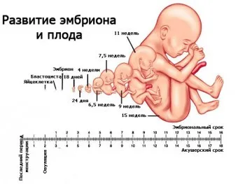 визначення терміну вагітності таблиця