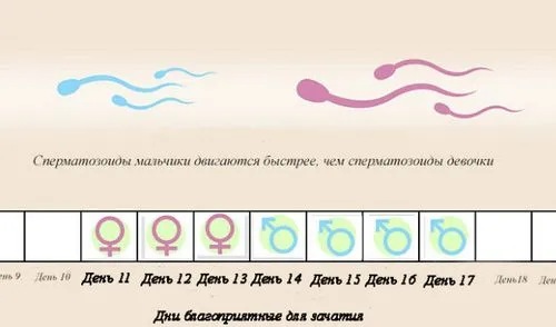 як завагітніти хлопчиком