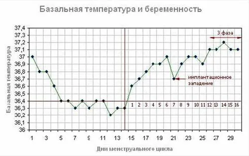 графік базальної температури при вагітності приклад
