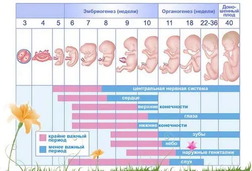 вагітність тиждень за тижнем
