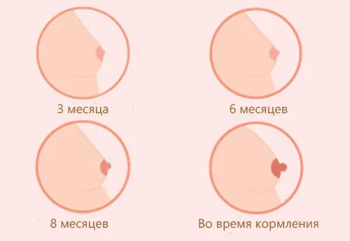 коли починає боліти живіт при вагітності