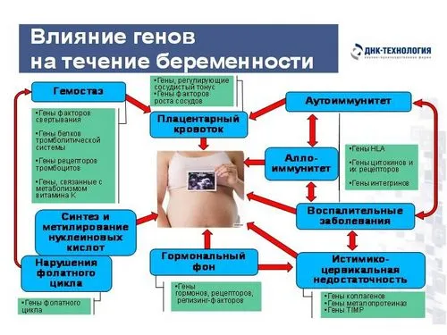розвиток плода під час вагітності