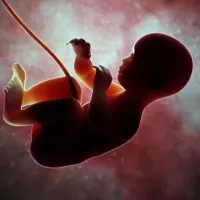 плода, вагітності, що завмерла, жінки, є, патології, даної, виношування, вагітність, після, час, організм, порушення, випадку, системи, завмирання, які, можуть, більш, завмерлого плода