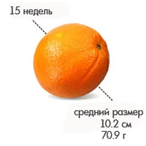 вагітність 15 тижнів руху