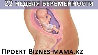 вагітність 22 тижнів