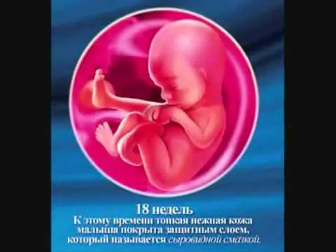 21 тиждень вагітності хлопчик