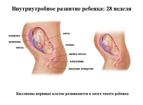 третій триместр вагітності по тижнях
