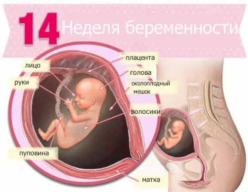 2 триместр вагітності
