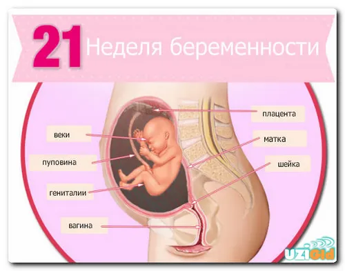21 тиждень вагітності узі