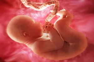 як відбувається процес вагітності