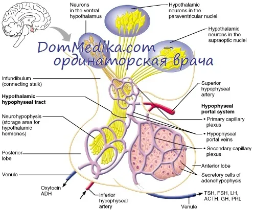 впливу окситоцину на організм