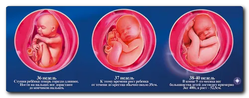 етапи розвитку вагітності