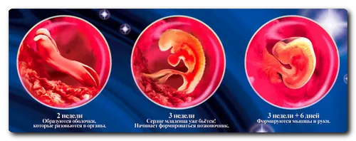 етапи розвитку вагітності