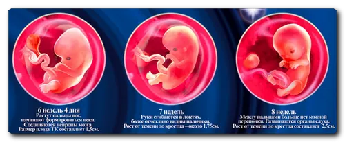 етапи розвитку вагітності