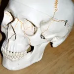кальцій для вагітних препарати