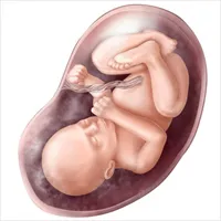 32 тиждень вагітності вага дитини