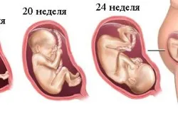 другий триместр вагітності, перший по підлозі другий триместр вагітності