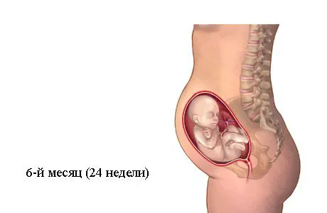 6 місяць вагітності