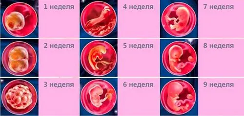 вагітність 1 триместр
